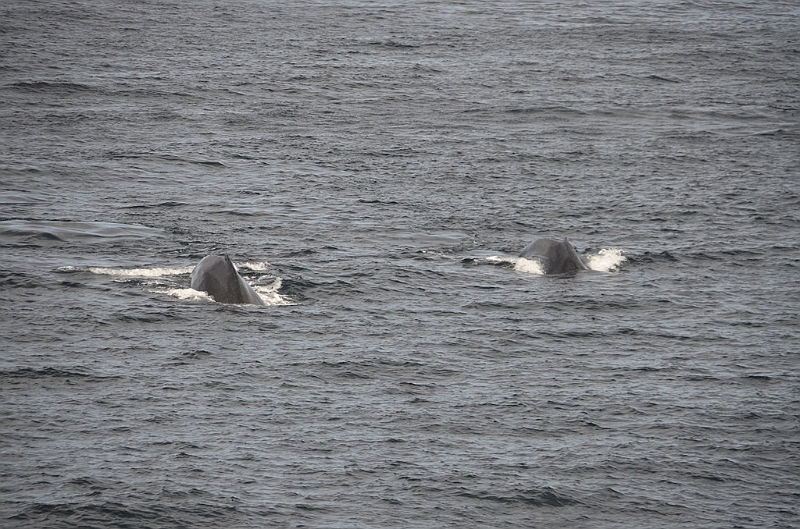 107_USA_Alaska_Unalaska_Island_Humpback_Whale.JPG