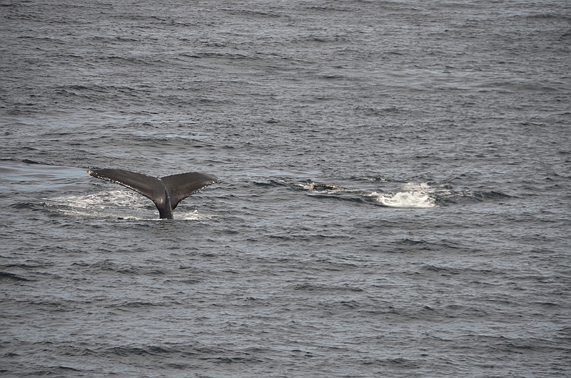 110_USA_Alaska_Unalaska_Island_Humpback_Whale.JPG