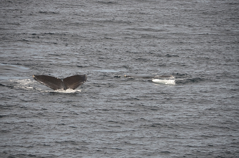 111_USA_Alaska_Unalaska_Island_Humpback_Whale.JPG