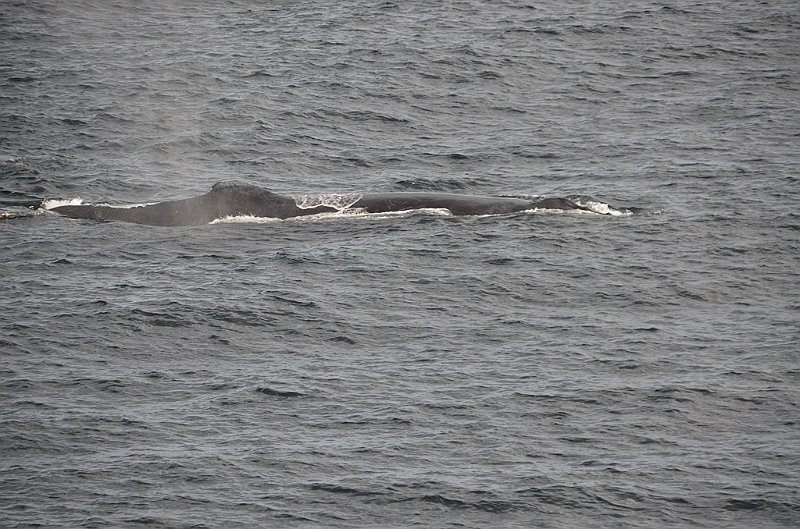 112_USA_Alaska_Unalaska_Island_Humpback_Whale.JPG