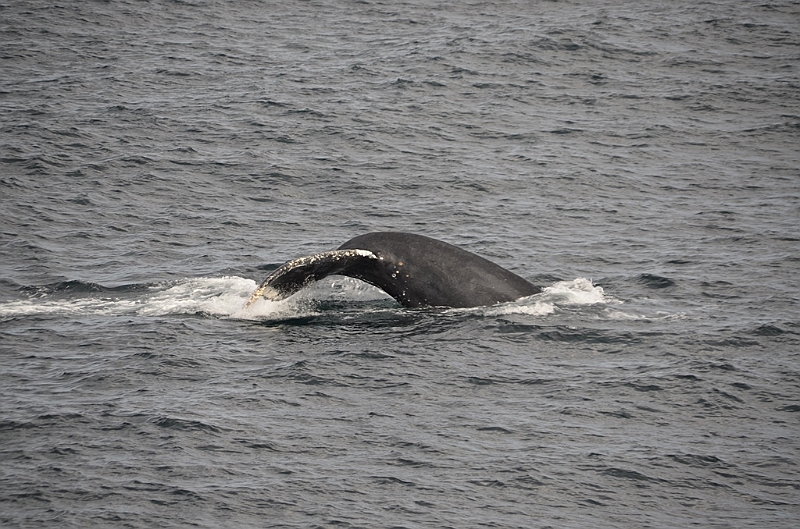 113_USA_Alaska_Unalaska_Island_Humpback_Whale.JPG