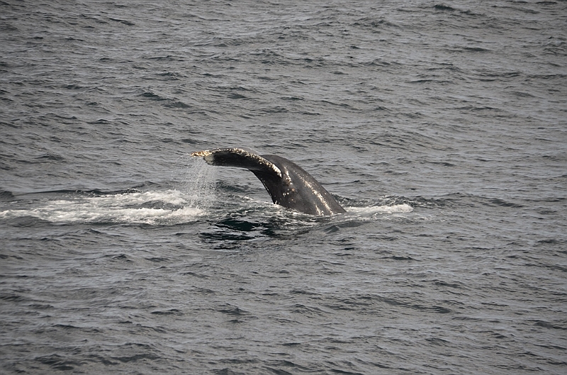 114_USA_Alaska_Unalaska_Island_Humpback_Whale.JPG