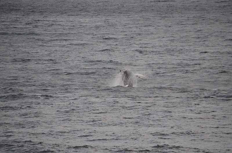 119_USA_Alaska_Unalaska_Island_Humpback_Whale.JPG