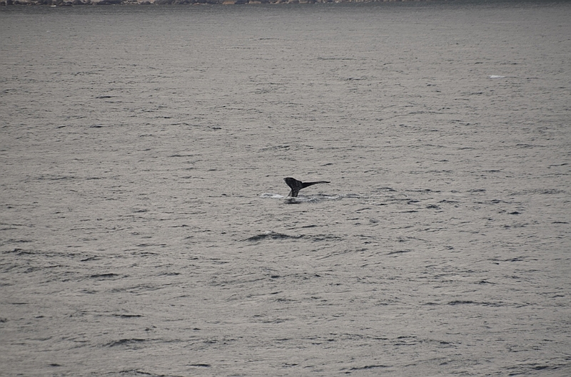 122_USA_Alaska_Unalaska_Island_Humpback_Whale.JPG