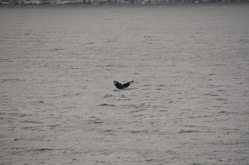 123_USA_Alaska_Unalaska_Island_Humpback_Whale.JPG