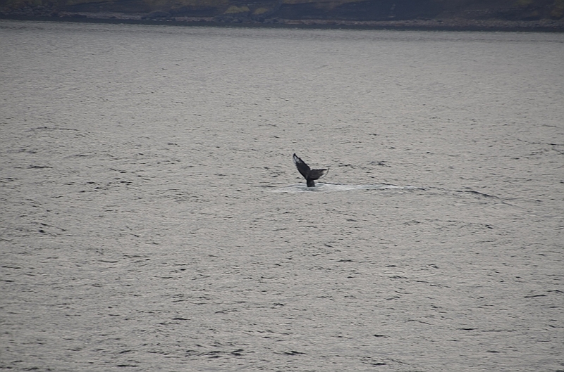 126_USA_Alaska_Unalaska_Island_Humpback_Whale.JPG