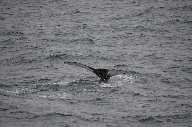 140_Arctic_Russia_Chukchi_Sea_Humpback_Whale.JPG