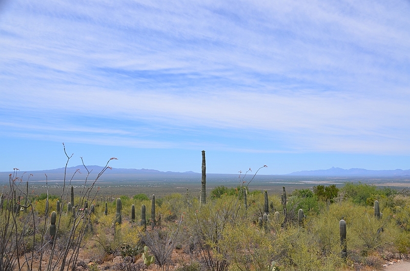 001_USA_Arizona_Sonora_Desert_Museum.JPG