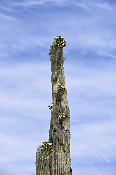 014_USA_Arizona_Sonora_Desert_Museum.JPG