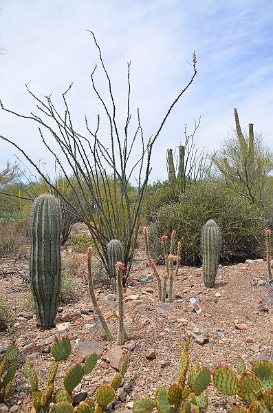 022_USA_Arizona_Sonora_Desert_Museum.JPG