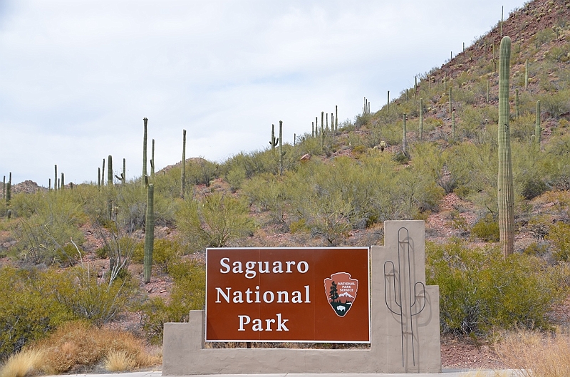 031_USA_Saguaro_National_Park.JPG