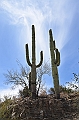 053_USA_Saguaro_National_Park