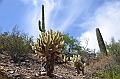 055_USA_Saguaro_National_Park