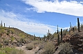 057_USA_Saguaro_National_Park