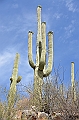 060_USA_Saguaro_National_Park