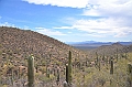 061_USA_Saguaro_National_Park