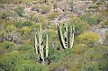 064_USA_Saguaro_National_Park