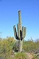 067_USA_Saguaro_National_Park