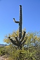 069_USA_Saguaro_National_Park