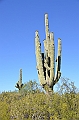 071_USA_Saguaro_National_Park