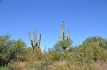 076_USA_Saguaro_National_Park